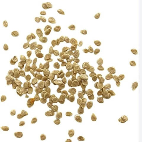Whopper Tomato Seeds 