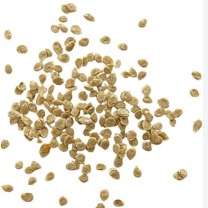 Whopper Tomato Seeds 