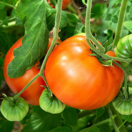 Whopper Tomato Seeds 