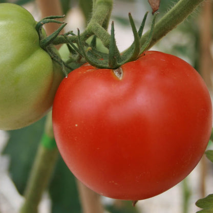 Whopper Tomato Seeds 