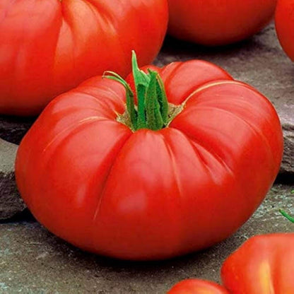 Whopper Tomato Seeds 