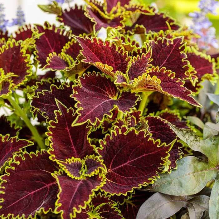 Wicked Witch Coleus Seeds - Heirloom Flower Plant for Home Gardens