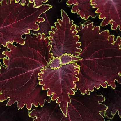 Wicked Witch Coleus Seeds - Heirloom Flower Plant for Home Gardens