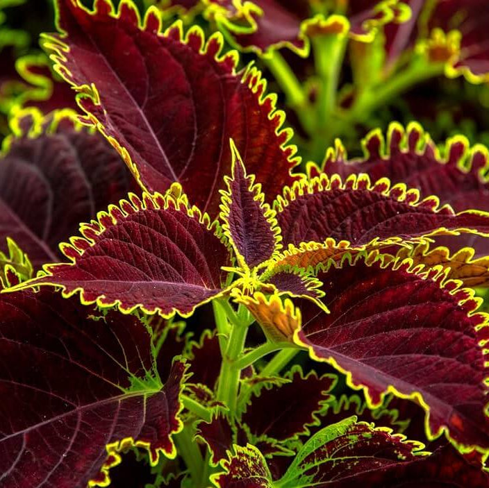 Wicked Witch Coleus Seeds - Heirloom Flower Plant for Home Gardens