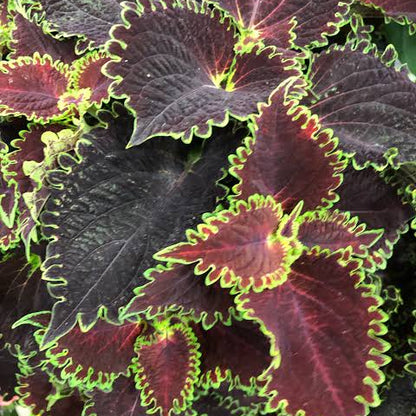 Wicked Witch Coleus Seeds - Heirloom Flower Plant for Home Gardens