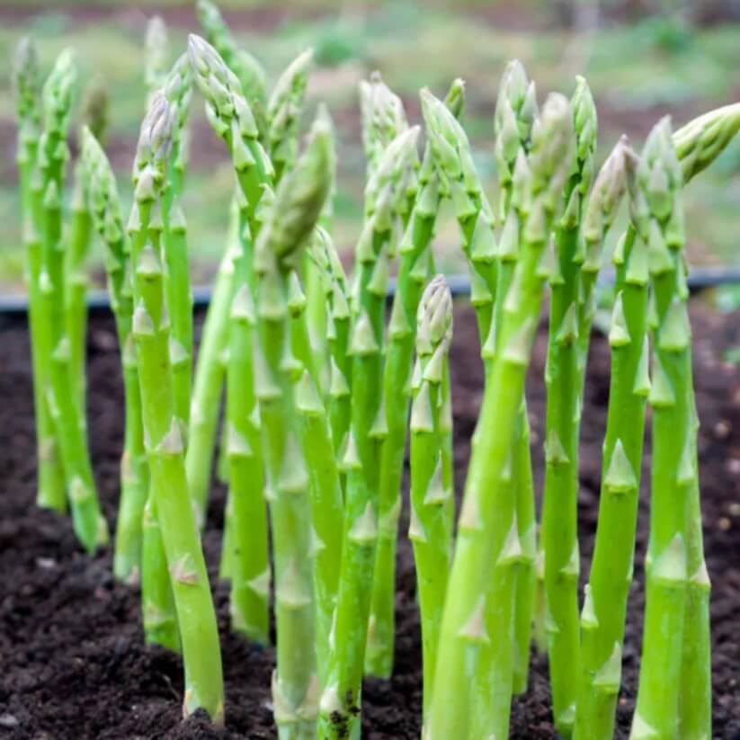 Wild Asparagus Seeds