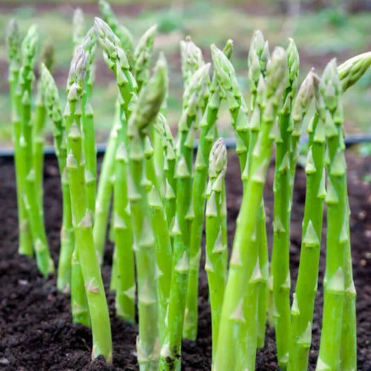 Wild Asparagus Seeds