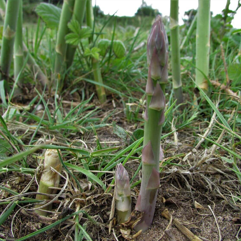 Wild Asparagus Seeds