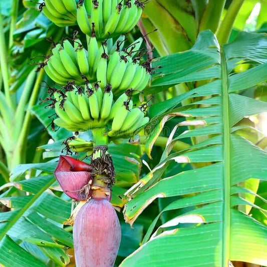 Wild Banana Seeds - Fruit Plant