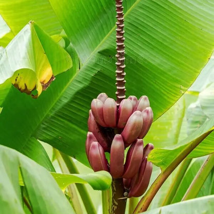 Wild Banana Seeds - Fruit Plant