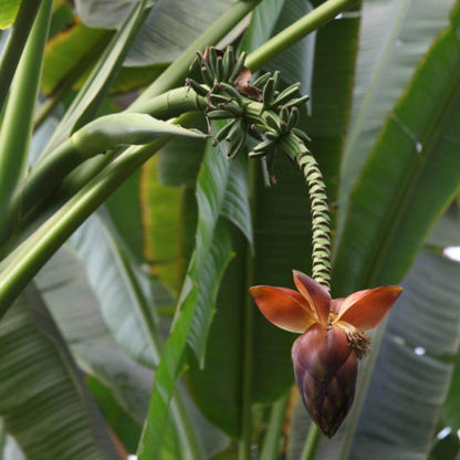 Wild Banana Seeds - Fruit Plant