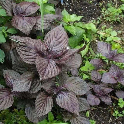 Wild Basil Beefsteak Seeds - Herbal Plant