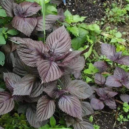 Wild Basil Beefsteak Seeds - Herbal Plant