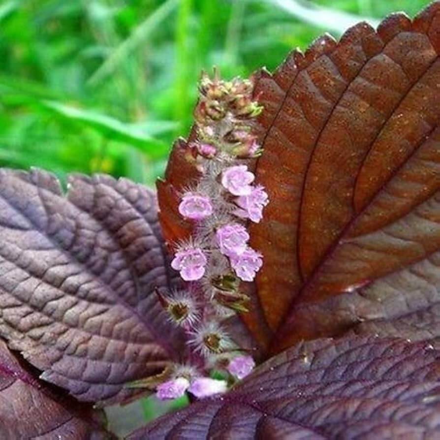 Wild Basil Beefsteak Seeds - Herbal Plant