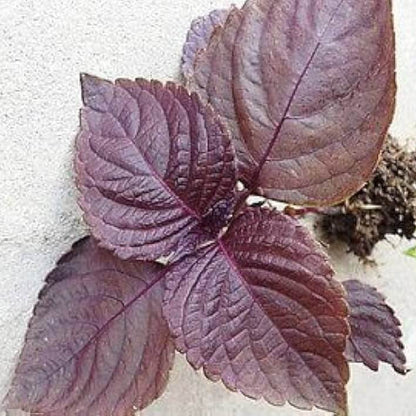 Wild Basil Beefsteak Seeds - Herbal Plant