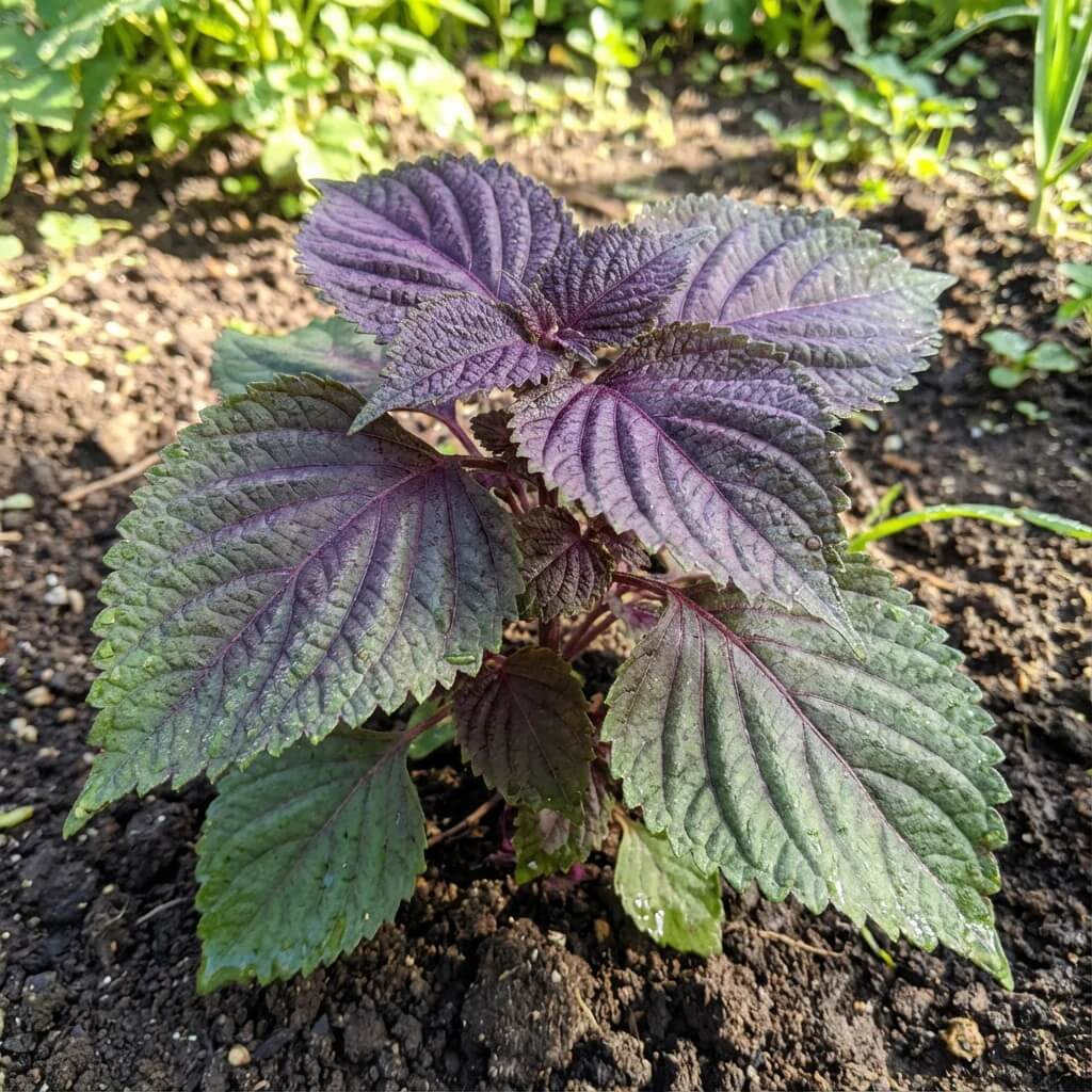 Wild Basil Beefsteak Seeds - Herbal Plant