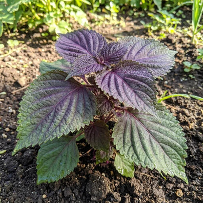 Wild Basil Beefsteak Seeds - Herbal Plant