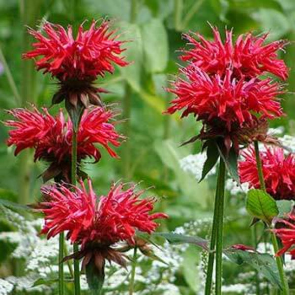 Wild Bergamot Seeds - Herbal Plant