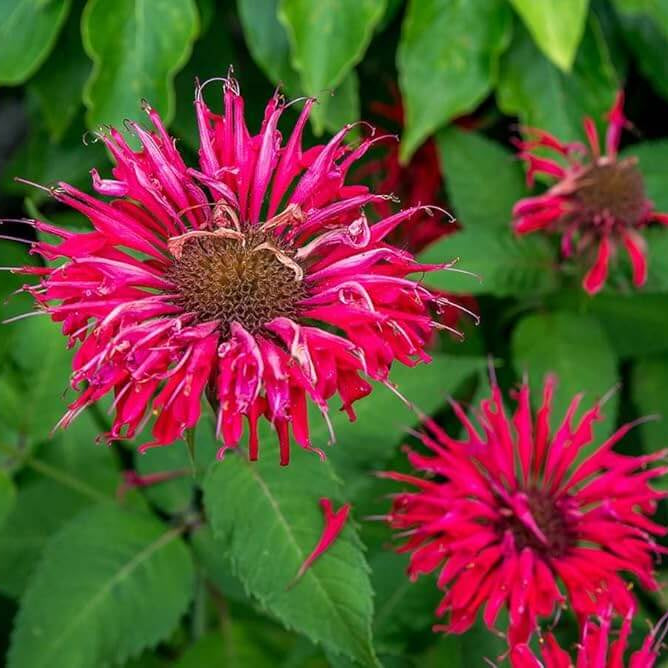 Wild Bergamot Seeds - Herbal Plant