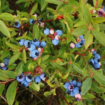 Wild Bilberry Seeds