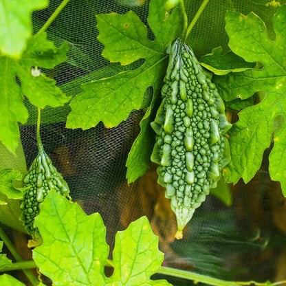 Wild Bitter Gourd Seeds