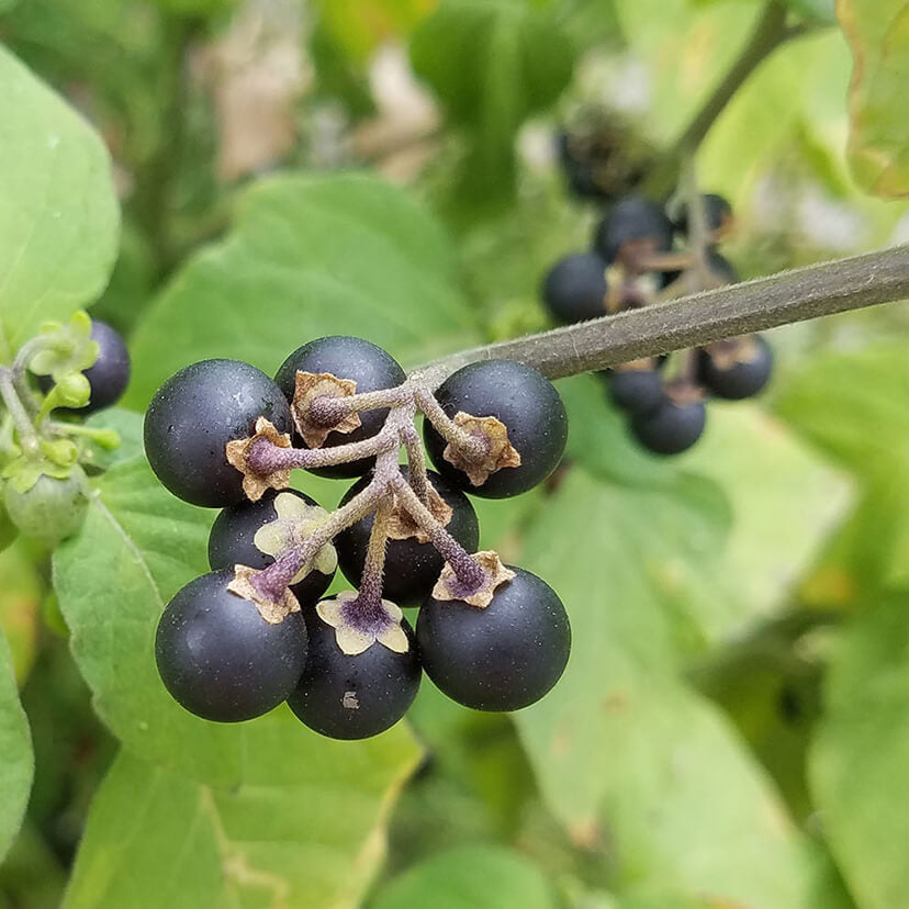 Wild Black Nightshade Seeds