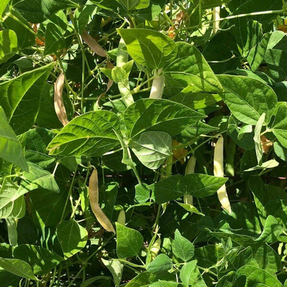 Wild Desert Bean Seeds