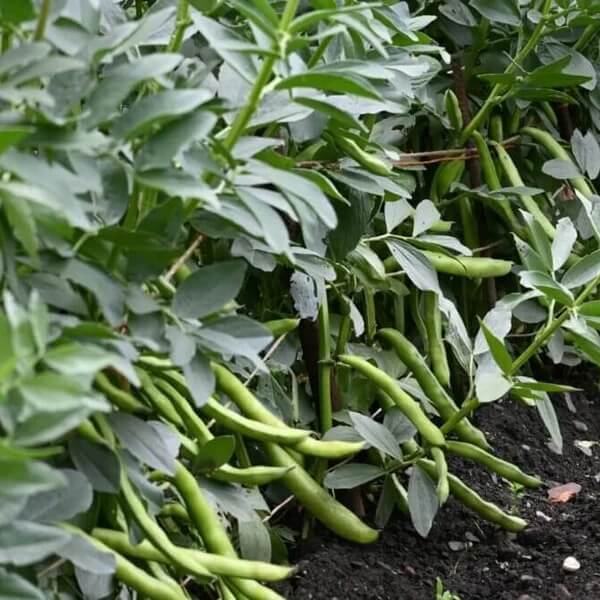 Wild Desert Bean Seeds