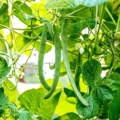 Wild Desert Bean Varieties seeds