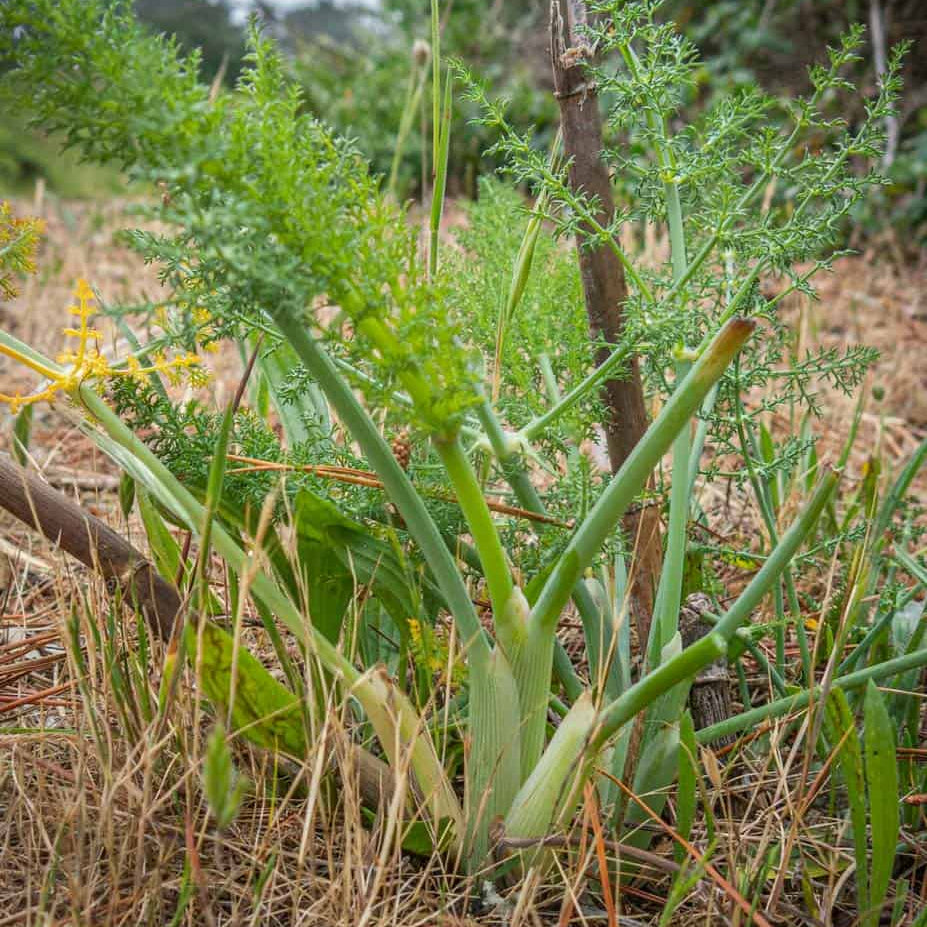 Wild Fennel Seeds - Herbal Plant