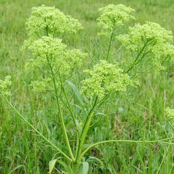 Wild Fennel Seeds - Herbal Plant