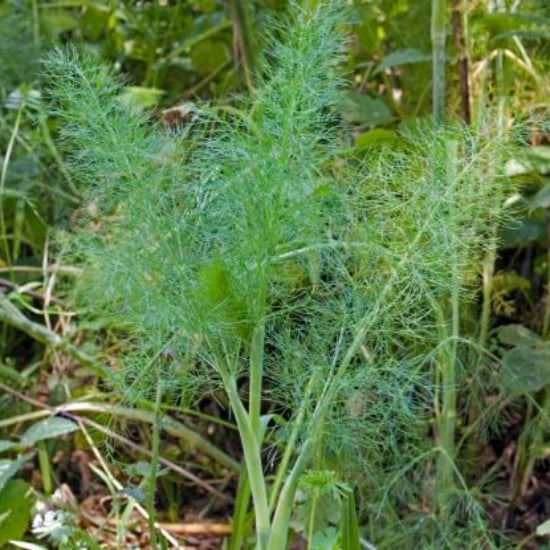 Wild Fennel Seeds - Herbal Plant