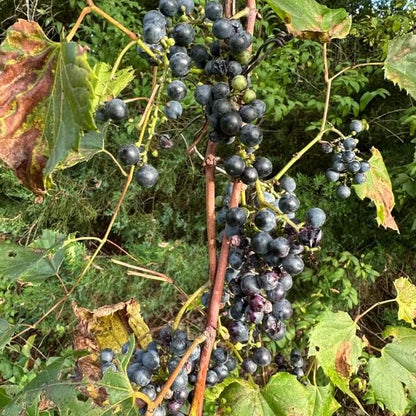 Wild Fox Grape Seeds