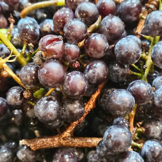 Wild Fox Grape Seeds
