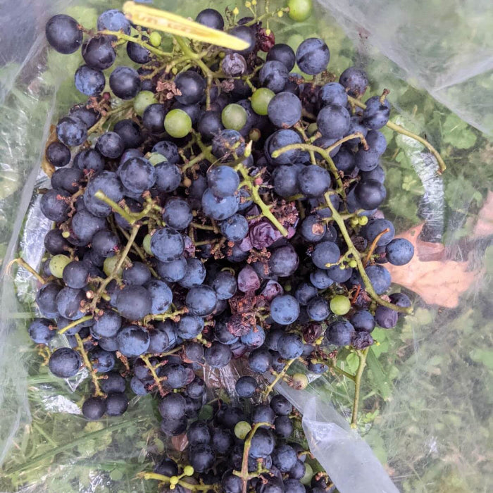 Wild Fox Grape Seeds