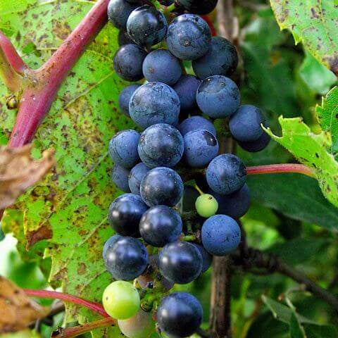 Wild Fox Grape Seeds