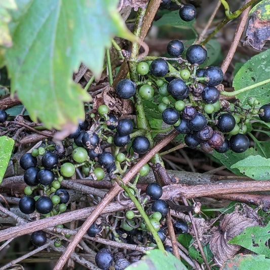 Wild Fox Grape Seeds