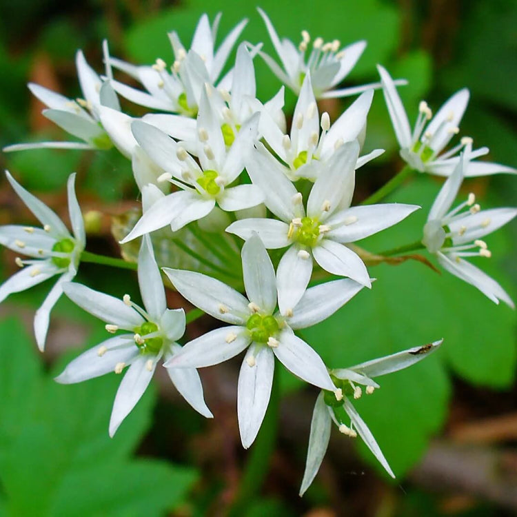 Wild Garlic Allium Ursinum Seeds 