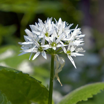 Wild Garlic Allium Ursinum Seeds 