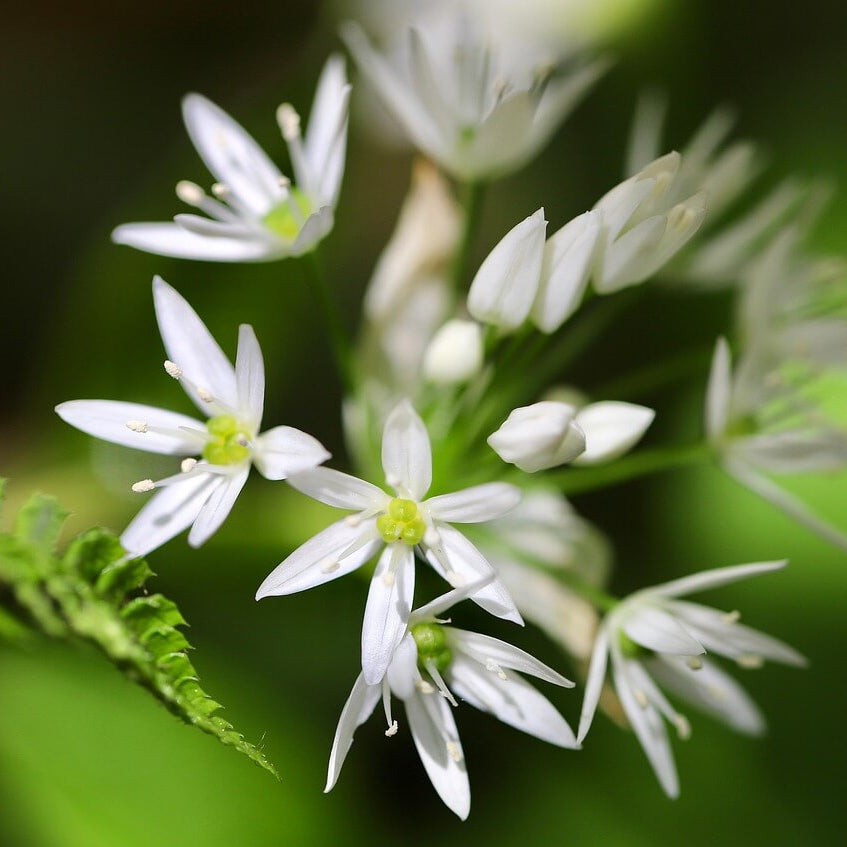 Wild Garlic Allium Ursinum Seeds 