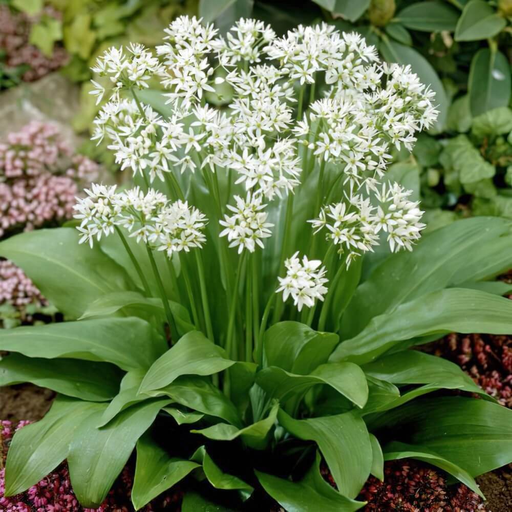 Wild Garlic Allium Ursinum Seeds 