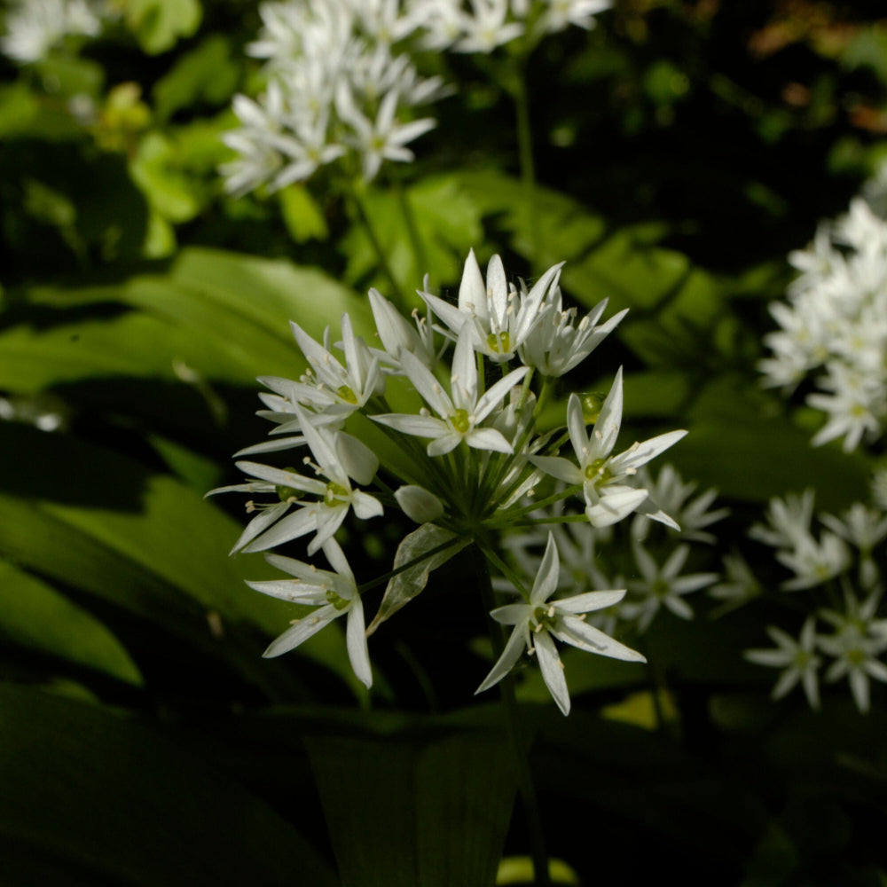 Wild Garlic Allium Ursinum Seeds 