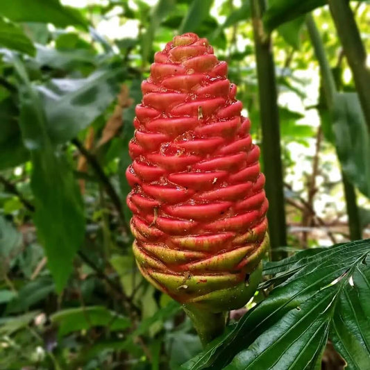 Wild Ginger Seeds - Herbal Plant