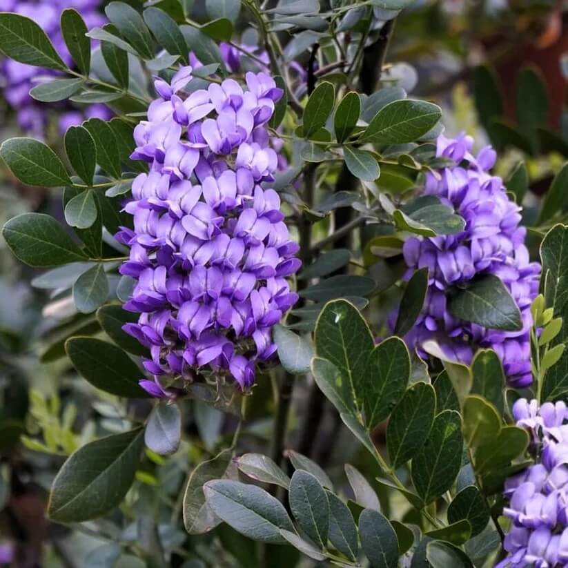 Wild Harvest Mountain Laurel Seeds