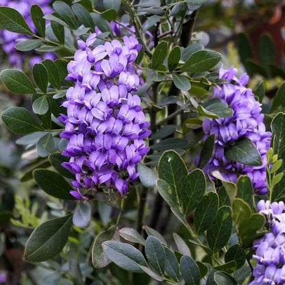 Wild Harvest Mountain Laurel Seeds