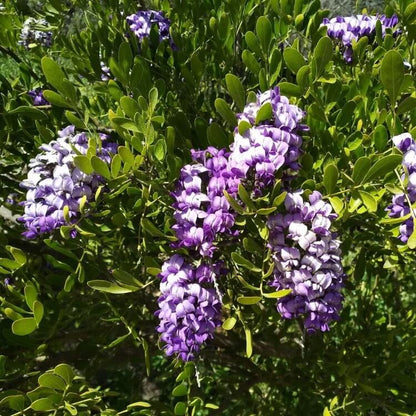 Wild Harvest Mountain Laurel Seeds