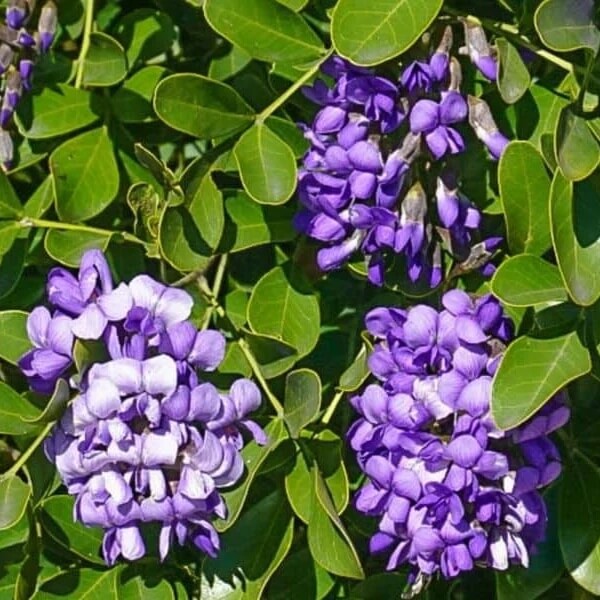 Wild Harvest Mountain Laurel Seeds