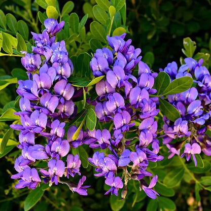 Wild Harvest Mountain Laurel Seeds