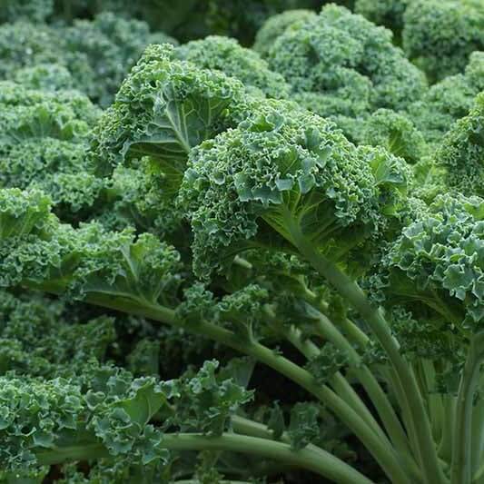 Wild Kale Seeds
