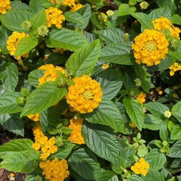 Wild Lantana Seeds